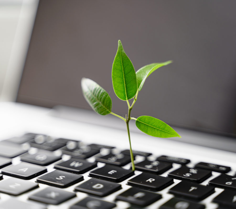 leaf growing in laptop